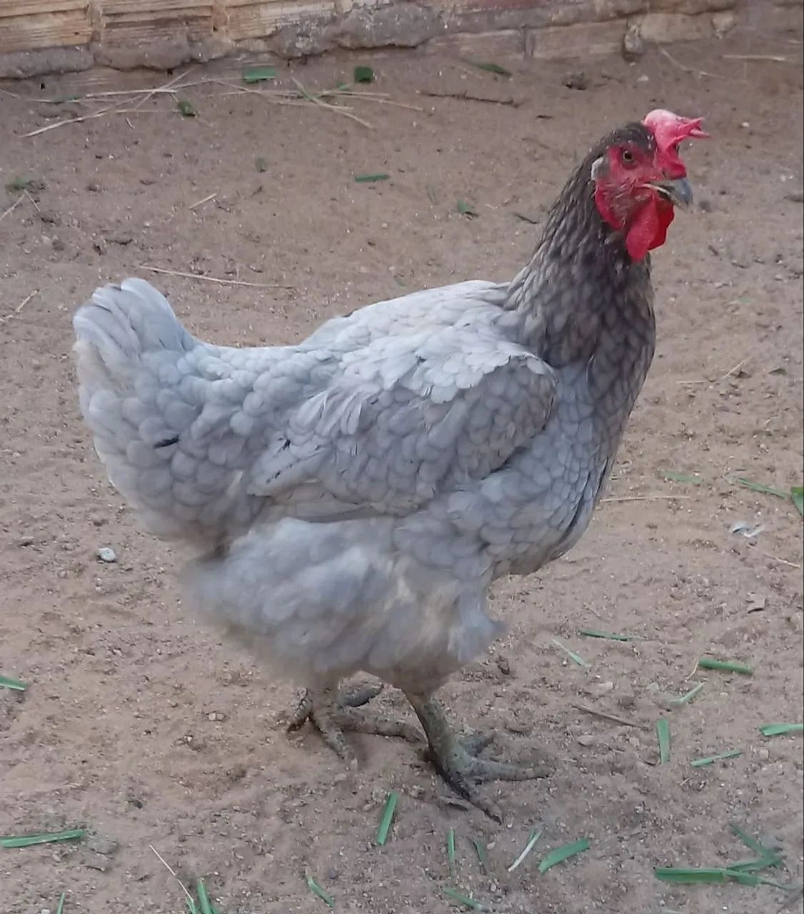 Ovos GSB e GLC Melhorados!!! Atenção baixamos o preço - Foto 6