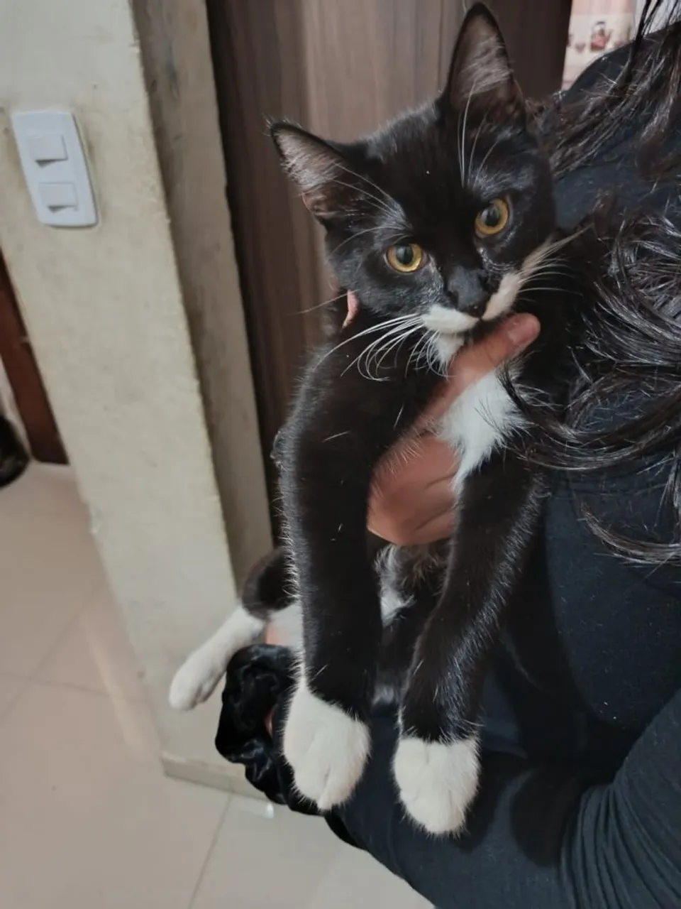Gatinho adorável para adoção