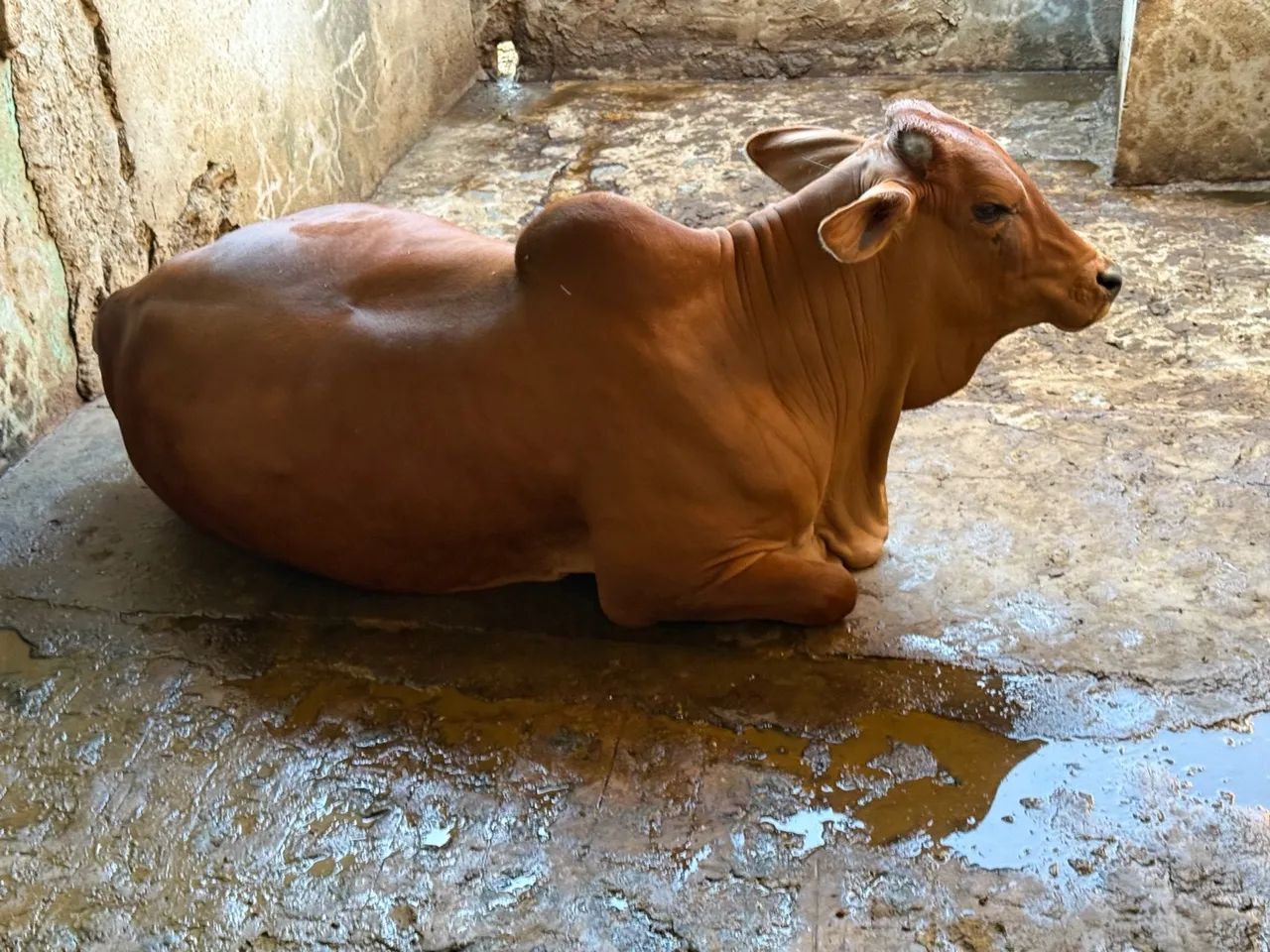 Venda  de gado Sindi Igarassu Pernambuco  - Foto 4