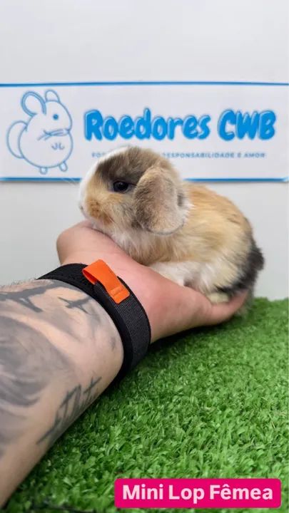 Filhotes de Mini Coelhos (Roedores CWB)  - Foto 2