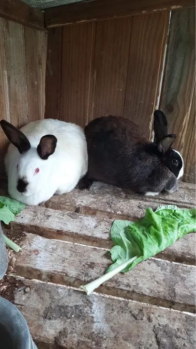 Vendo 3 coelhos. Duas fêmea e um macho. Eles não possuem parentesco  - Foto 2