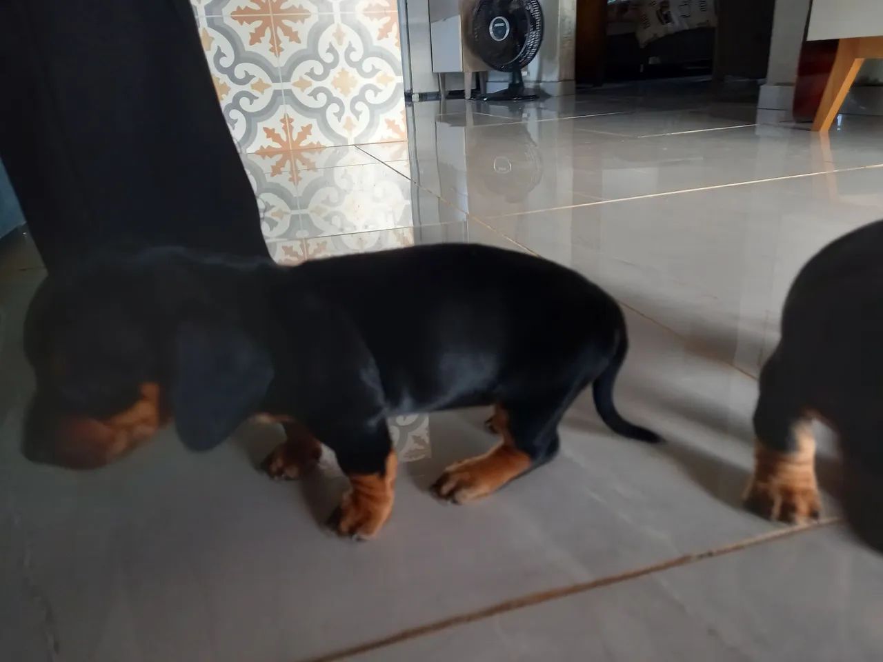 Basset femea e macho  disponiveis - Foto 4