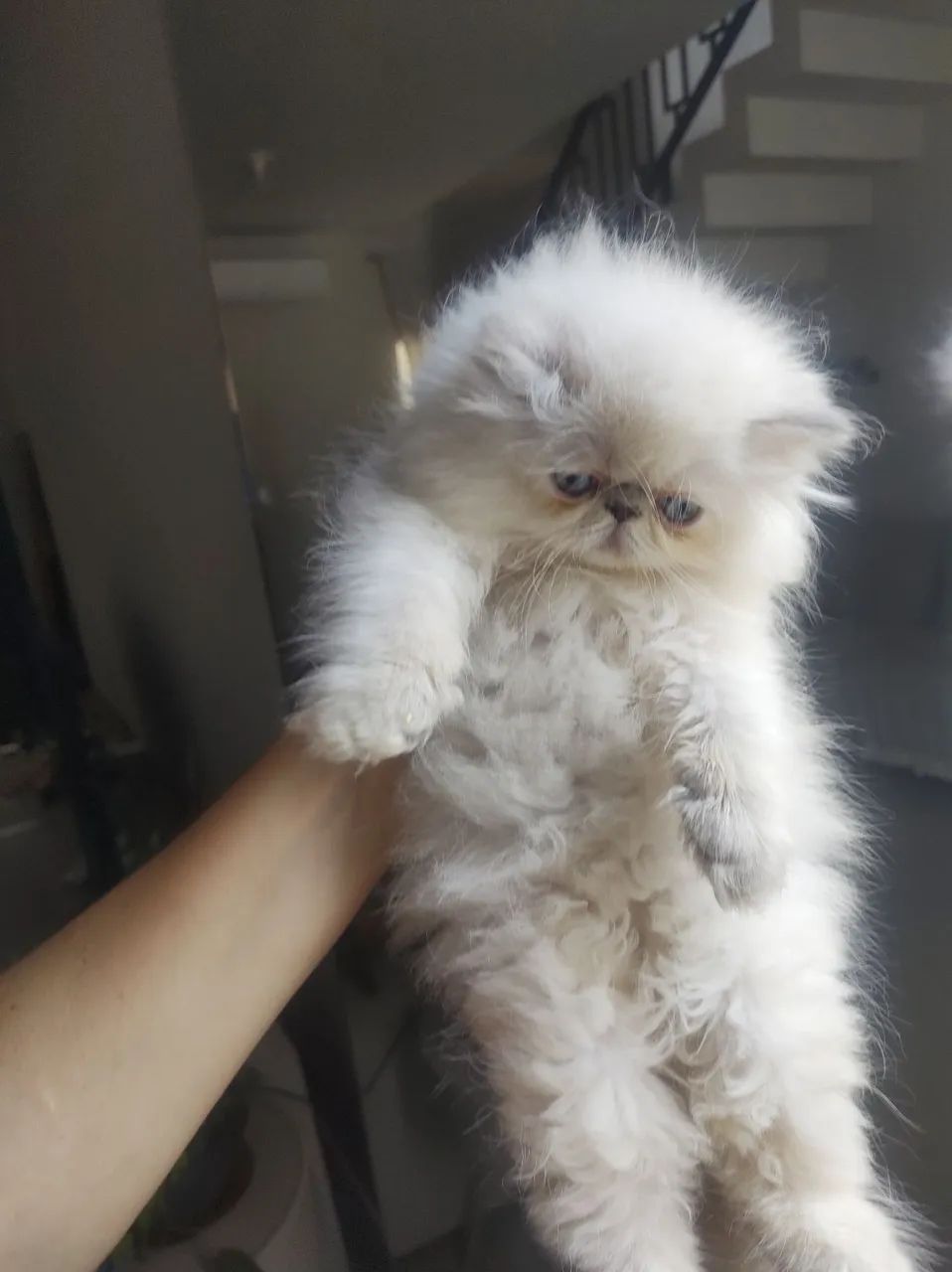 Disponível filhotes fofinhos persa puros 