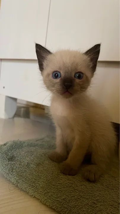 Gatinho lindo para adoção - Foto 4