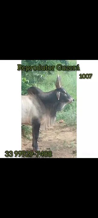 Reprodutor Guzerá Registrado  - Foto 2
