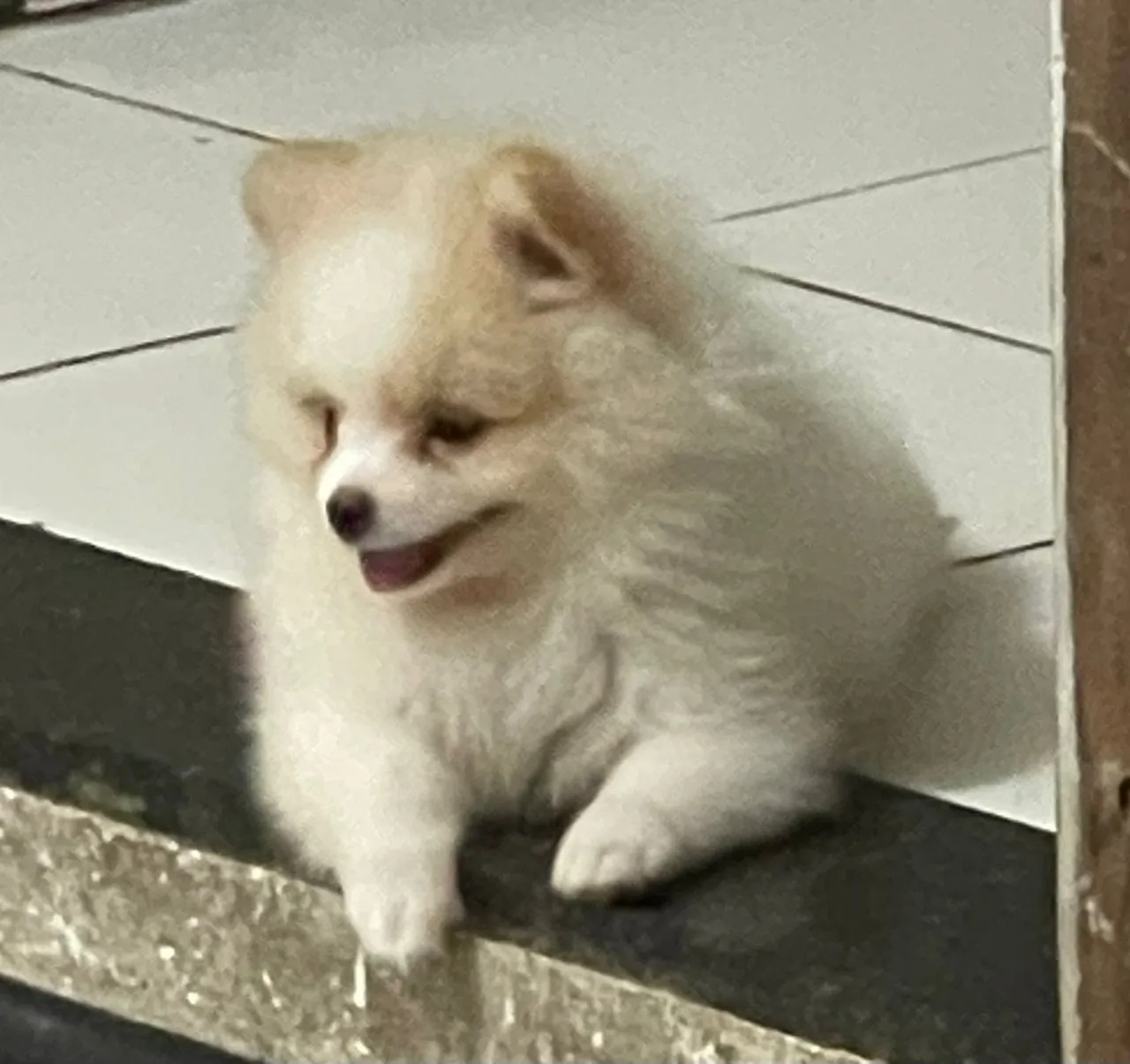 Filhote fêmea Spitz alemão
