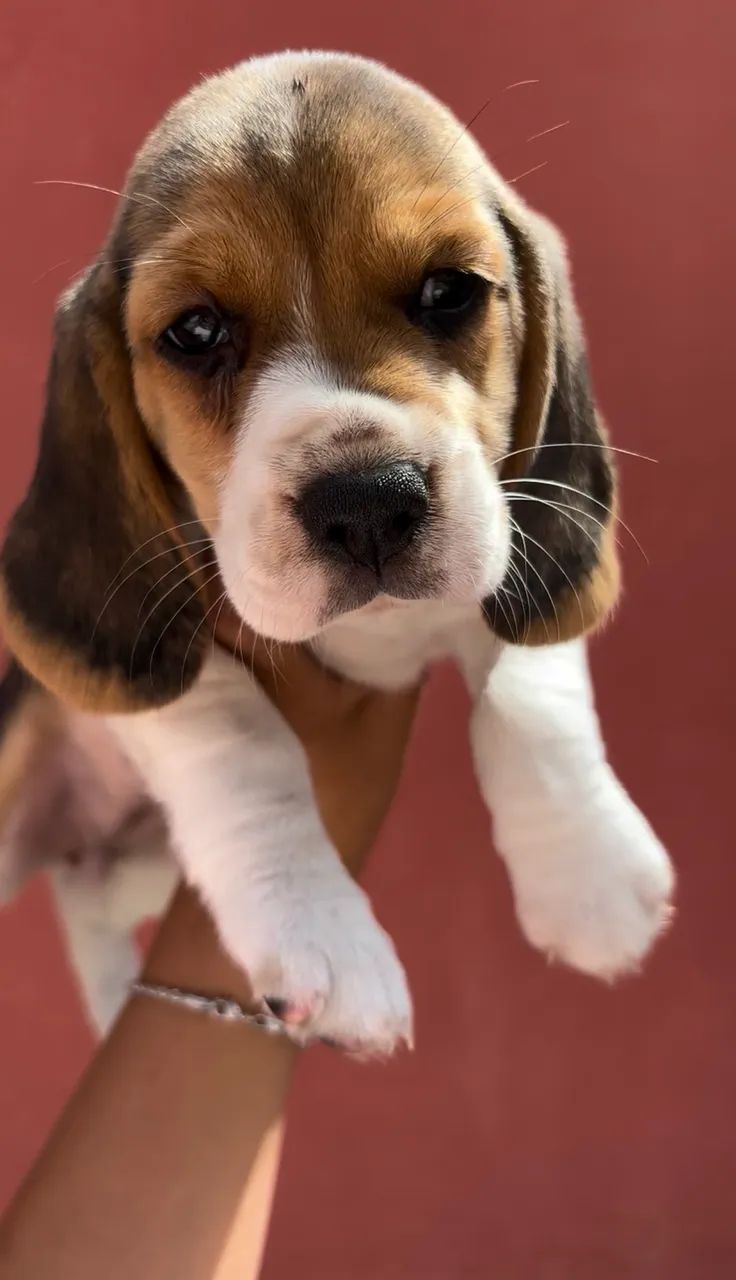 Beaglesinhos 