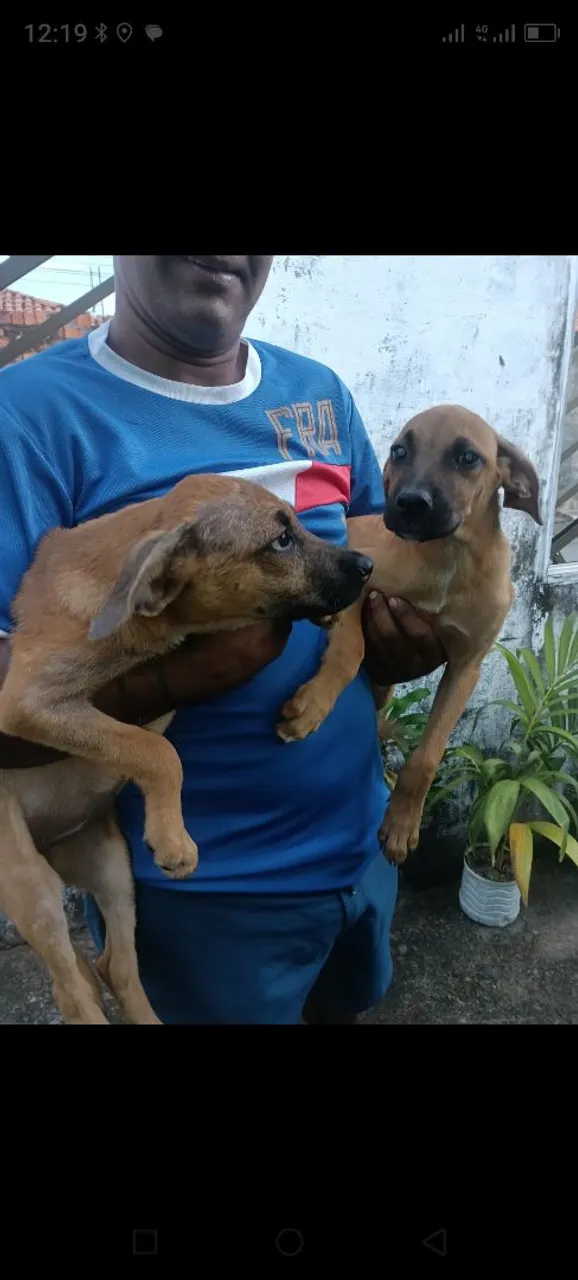 Boxer com pastor alemão