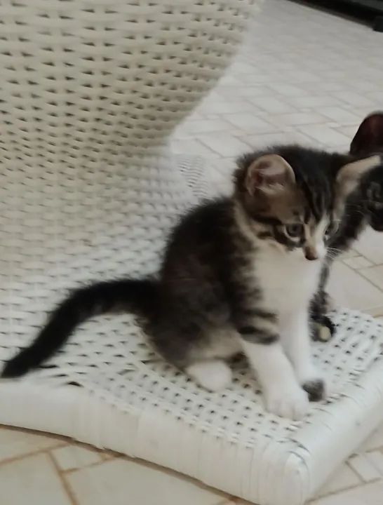 Gatinha Peludinha para Adoção  - Foto 3