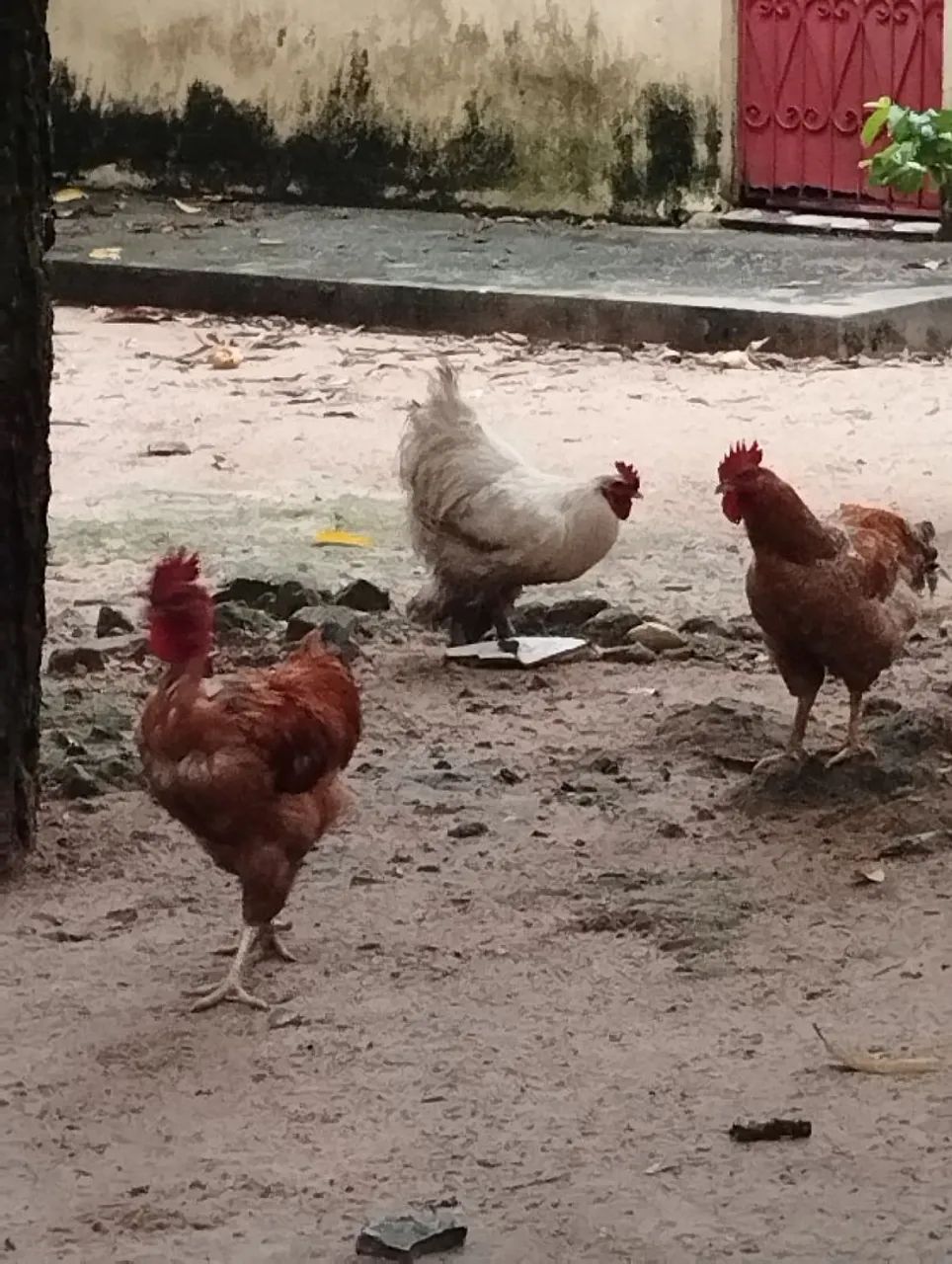 4 galos caipirão e 1 Brahma - Foto 2