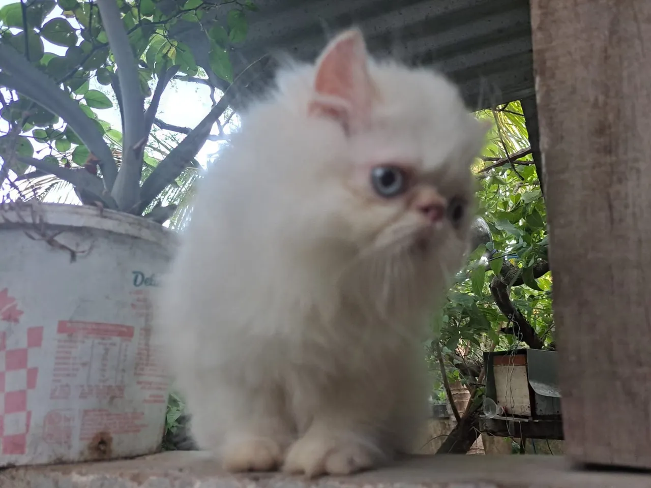 Lindo gato persa macho *54