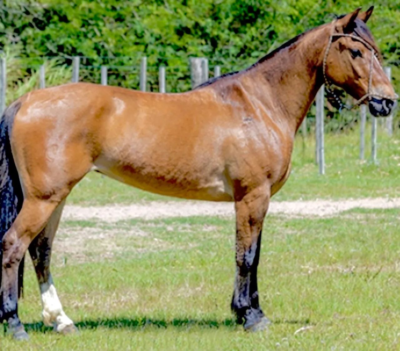 Égua nova Domanda e confirmada . 4 anos 