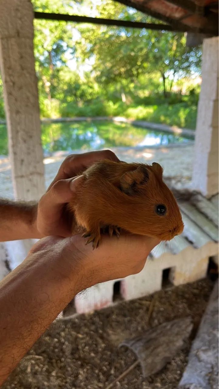Vendo filhotes de porquinho da Índia pelo liso. - Foto 2