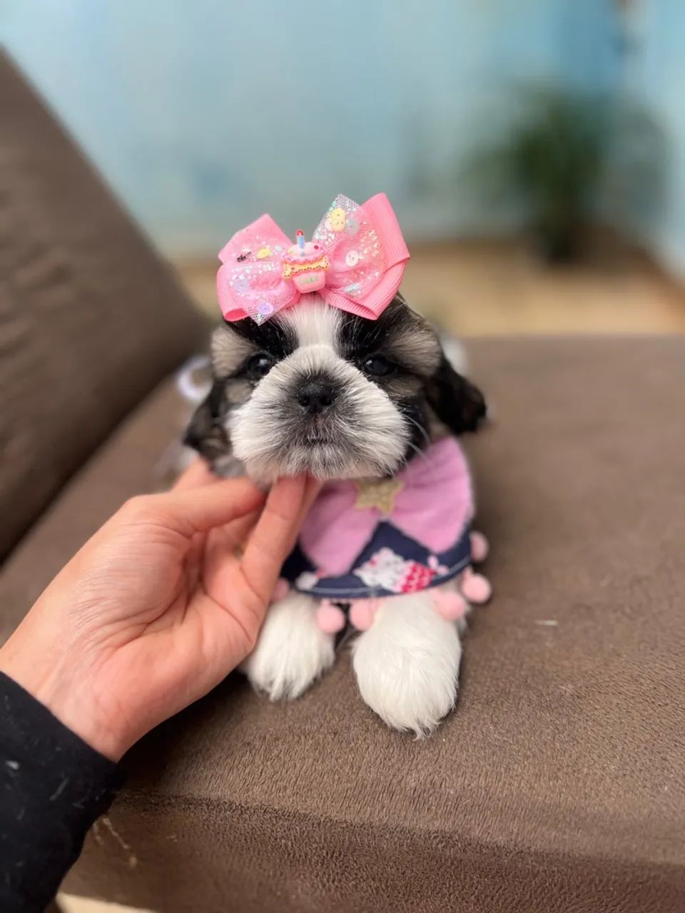 Fêmea de Shih Tzu  - Foto 2