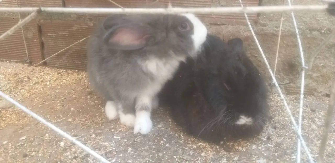 Vende-se um casal de coelhos reprodutor - Foto 3