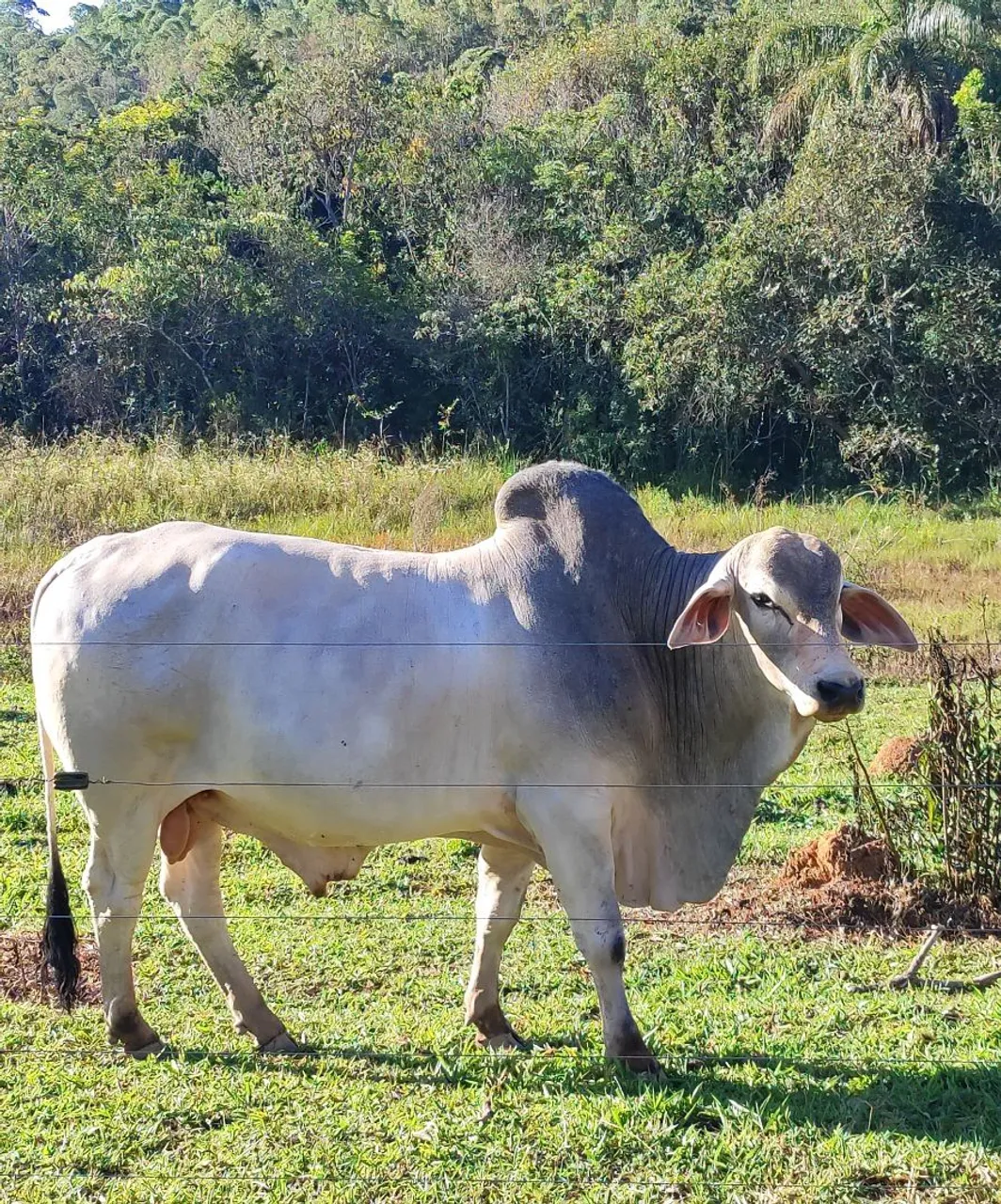 Boi TABAPUÃ