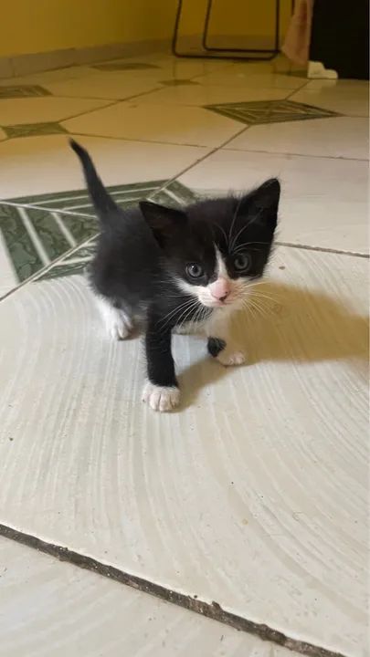 Gatinho lindo para adoção - Foto 3