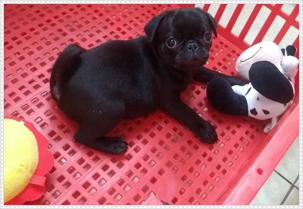 Pug Macho Preto Pronta Entrega. Valor promocional.