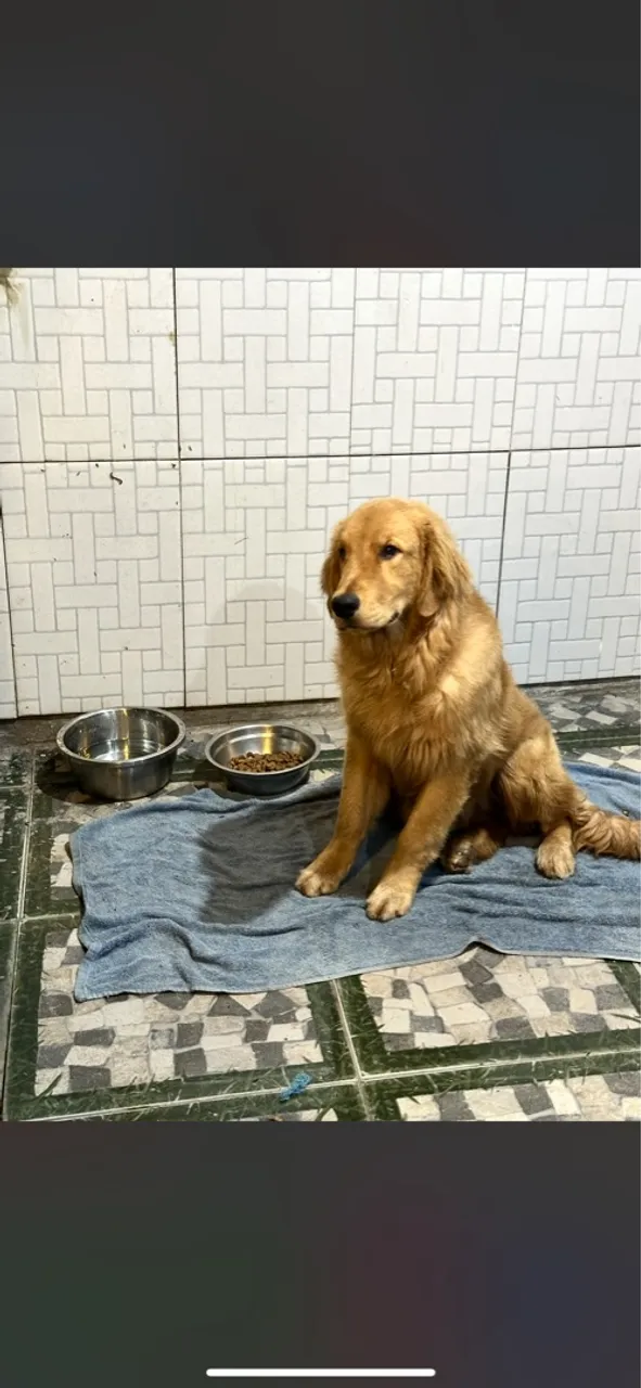 Golden Retriever - Filhote disponível para adoção