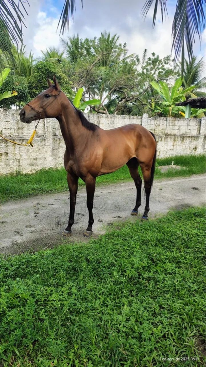 Égua puro sangue inglês  - Foto 3