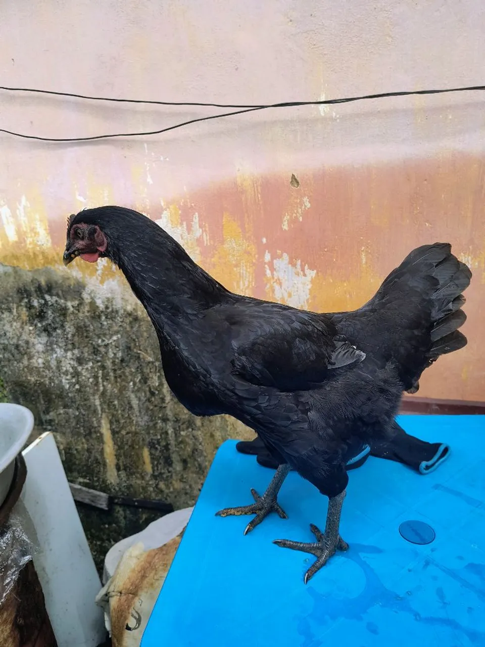 Casal Galinhas de raça!