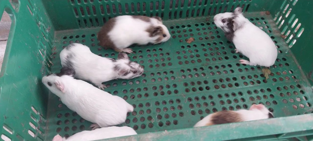 Filhotes de porquinhos para venda  - Foto 5