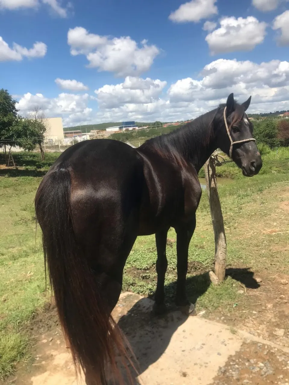 Cavalo Preto Jovem e Forte de esteira
