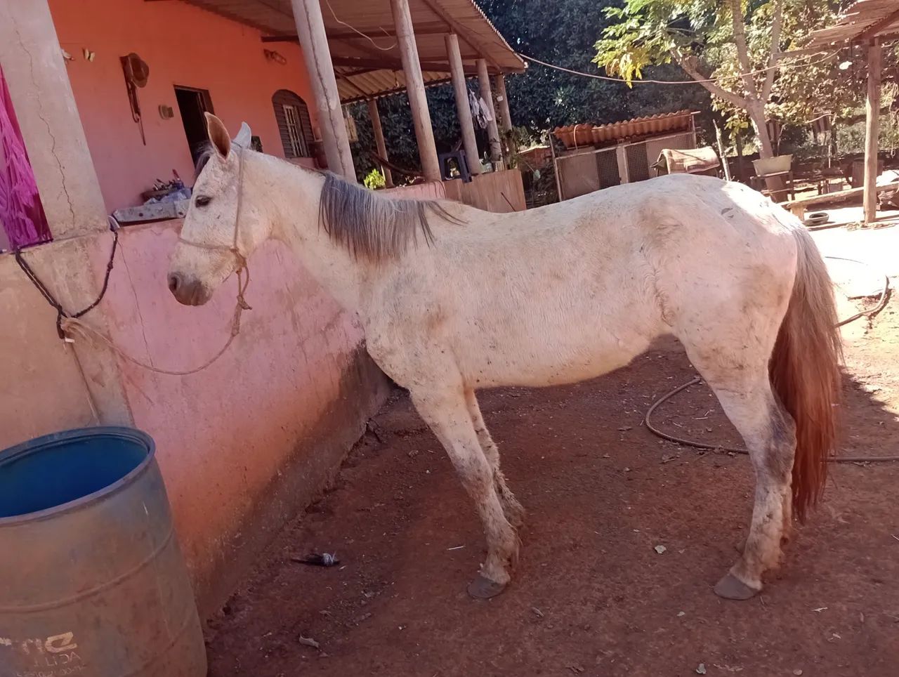 Égua mangalarga sem registro está  so no  pasto égua mangalarga  - Foto 2