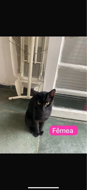Gata Preta para Adoção