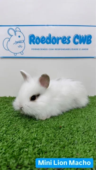 Filhotes de Mini Coelhos (Roedores CWB)  - Foto 5