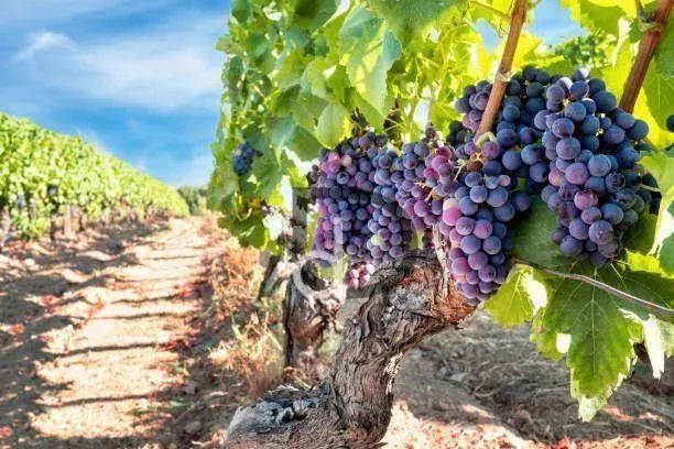 Terreno à venda, 250 m² por R$ 270.000,00 - Residencial Portal do Bosque - Louveira/SP - Foto 11