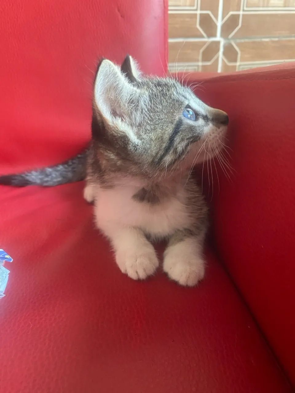 Linda gatinha bebê de olhos cinza  - Foto 2