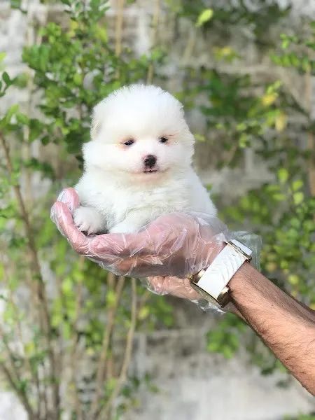 Spitz Alemão, padrão urso e raposa anões, chamar no what's ou ligue * - Foto 4