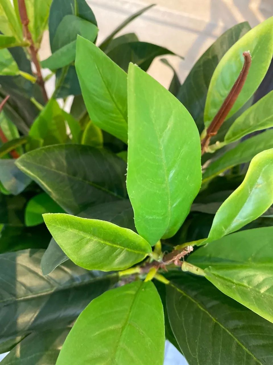 Planta Arbusto Artificial Para Escritório (qualidade Premium