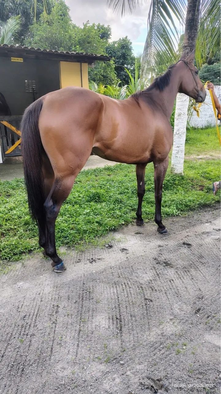 Égua puro sangue inglês  - Foto 4