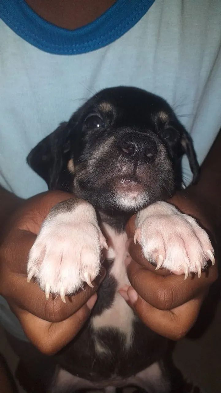 Doação  - Foto 5