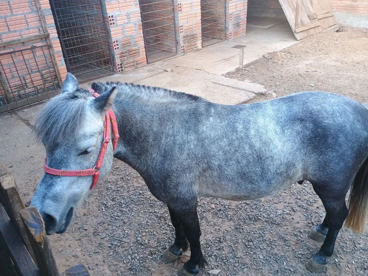 Mini Pônei bem manso  - Foto 2