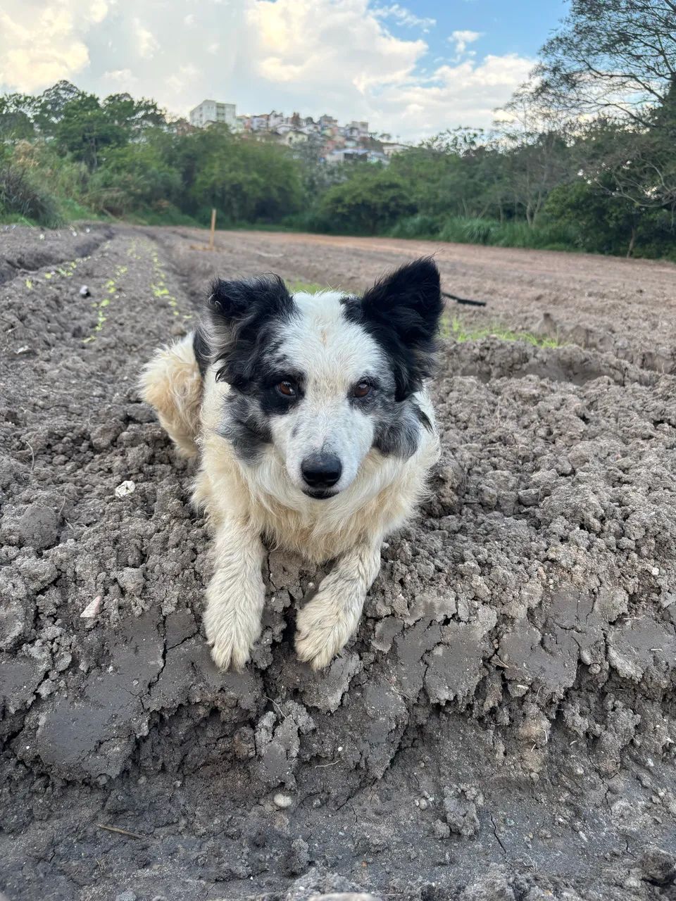Border collie  - Foto 4