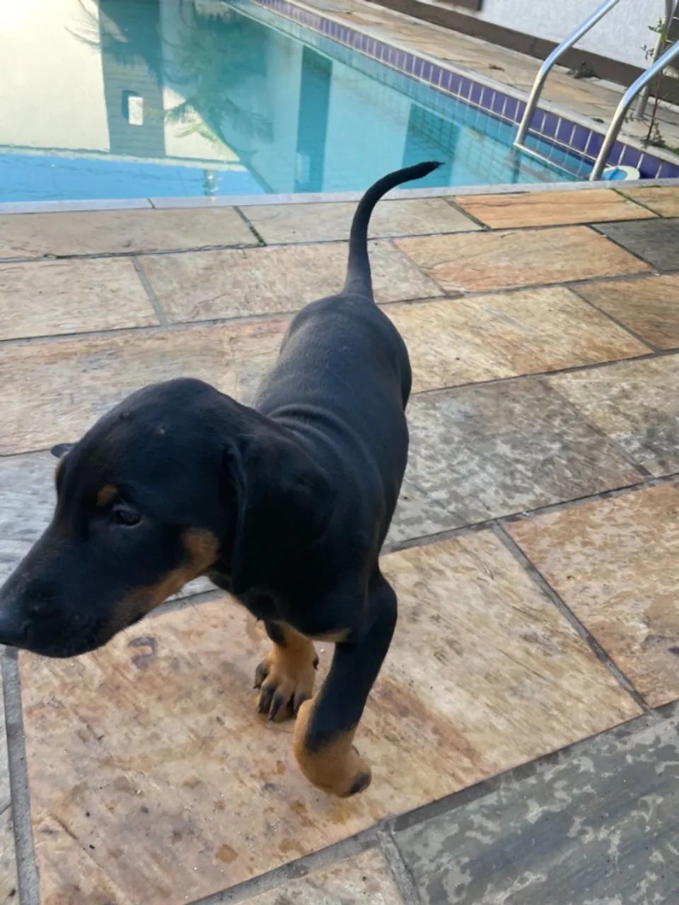 Vendo Filhotes de Doberman - Foto 3