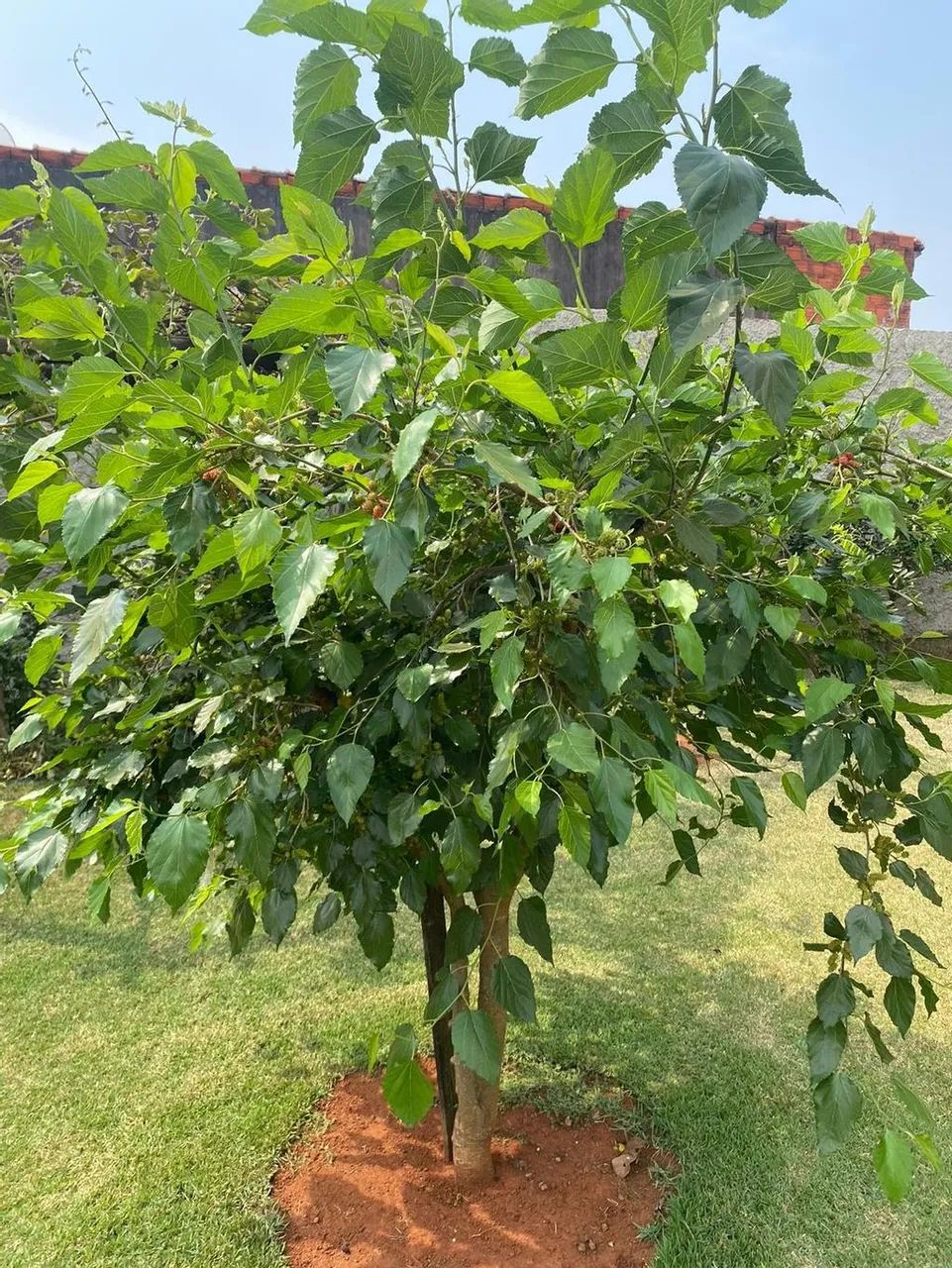 Chácara à venda em Indaiatuba, Vale do Sol, com 3 quartos, com 1000 m² - Foto 12