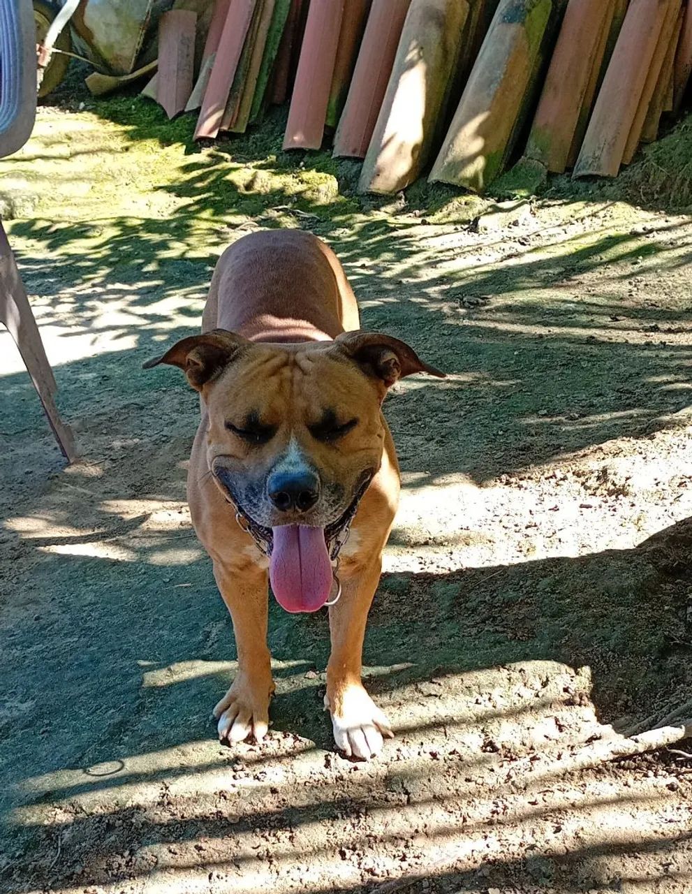 Pitbull macho para cobertura  - Foto 3