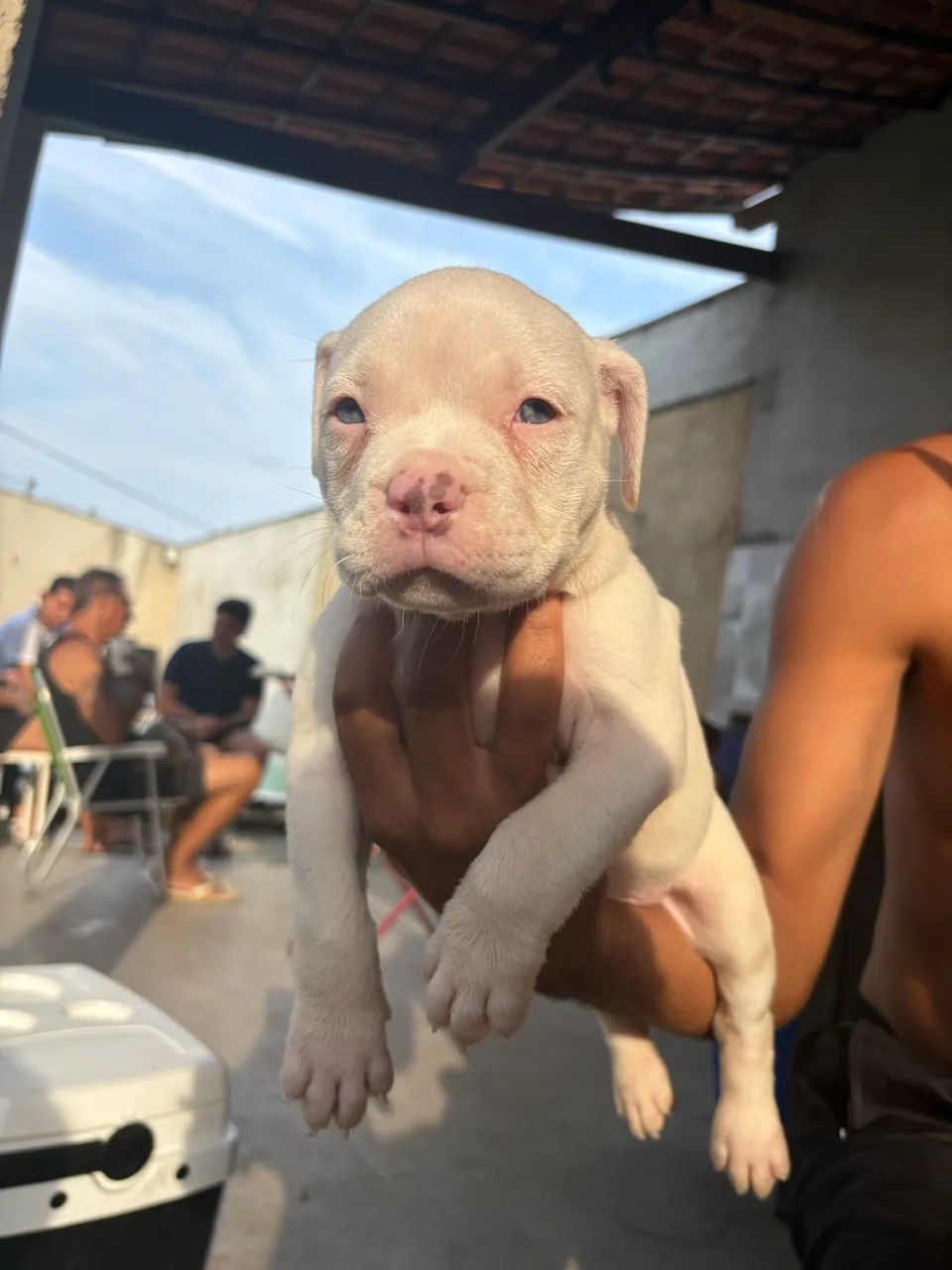 American Bully - Foto 3