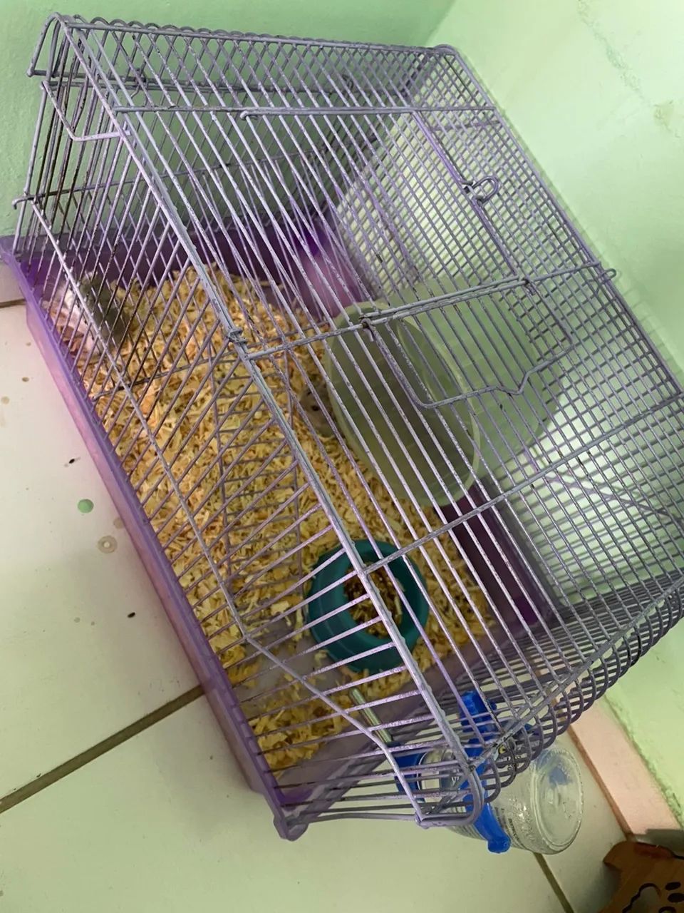 Hamister anão russo mais gaiolas 