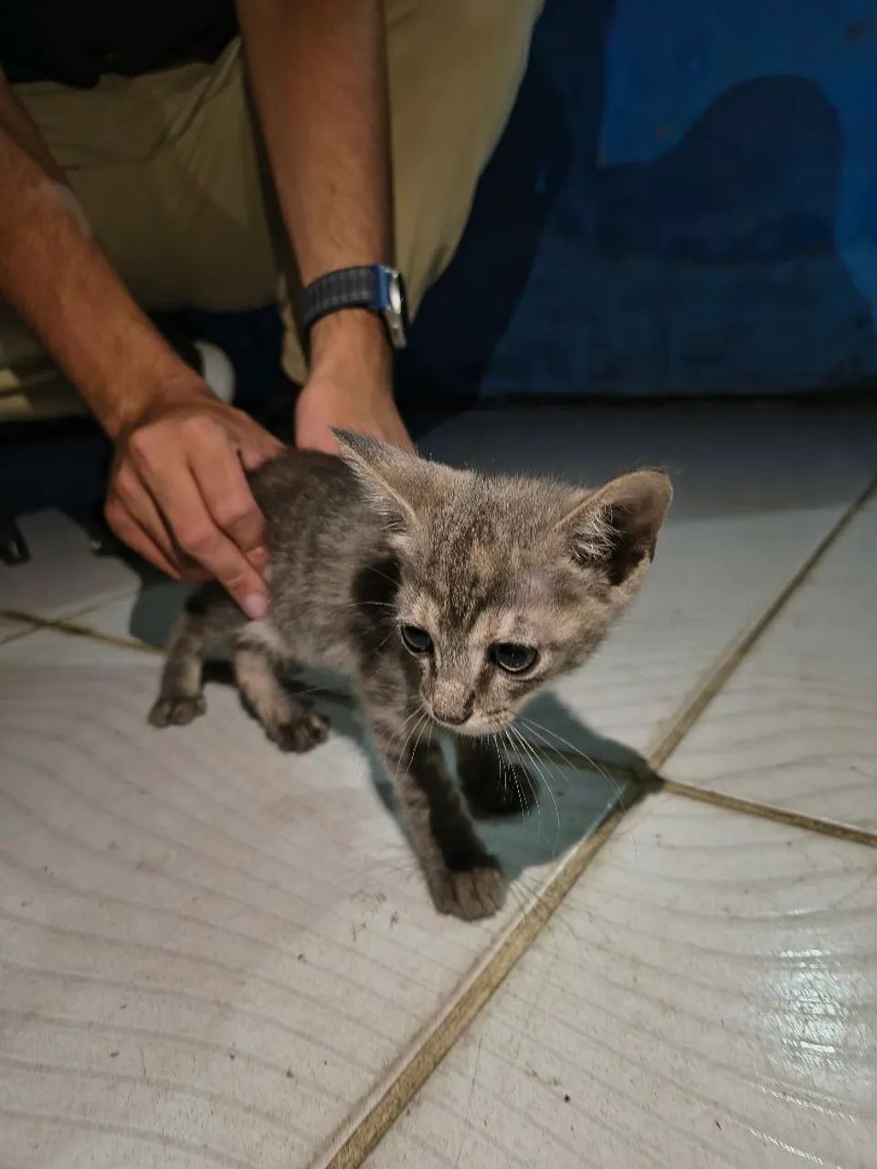 Gatinho RAJADO para adoção  - Foto 4