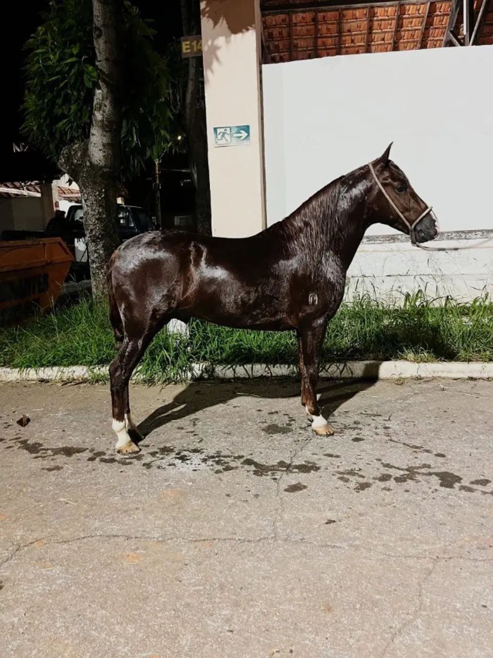 Cavalo Piquira registrado