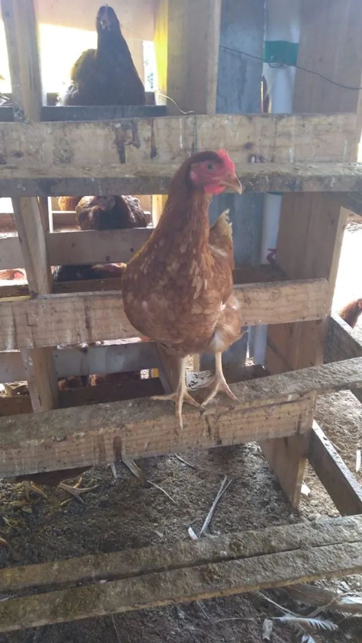 Galinha Caipira/Franga. - Foto 3
