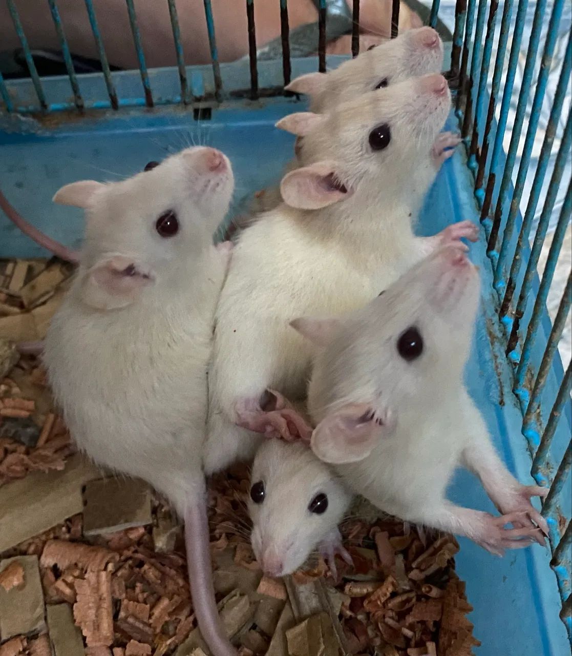Ratos Twister (Fancy Rat) - Filhotes Dóceis e Selecionados | Pet de Bolso