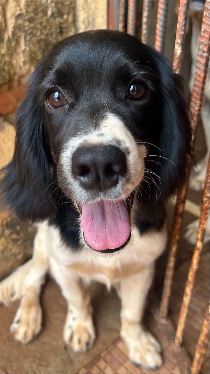 Filhote Cocker Spaniel  - Foto 3