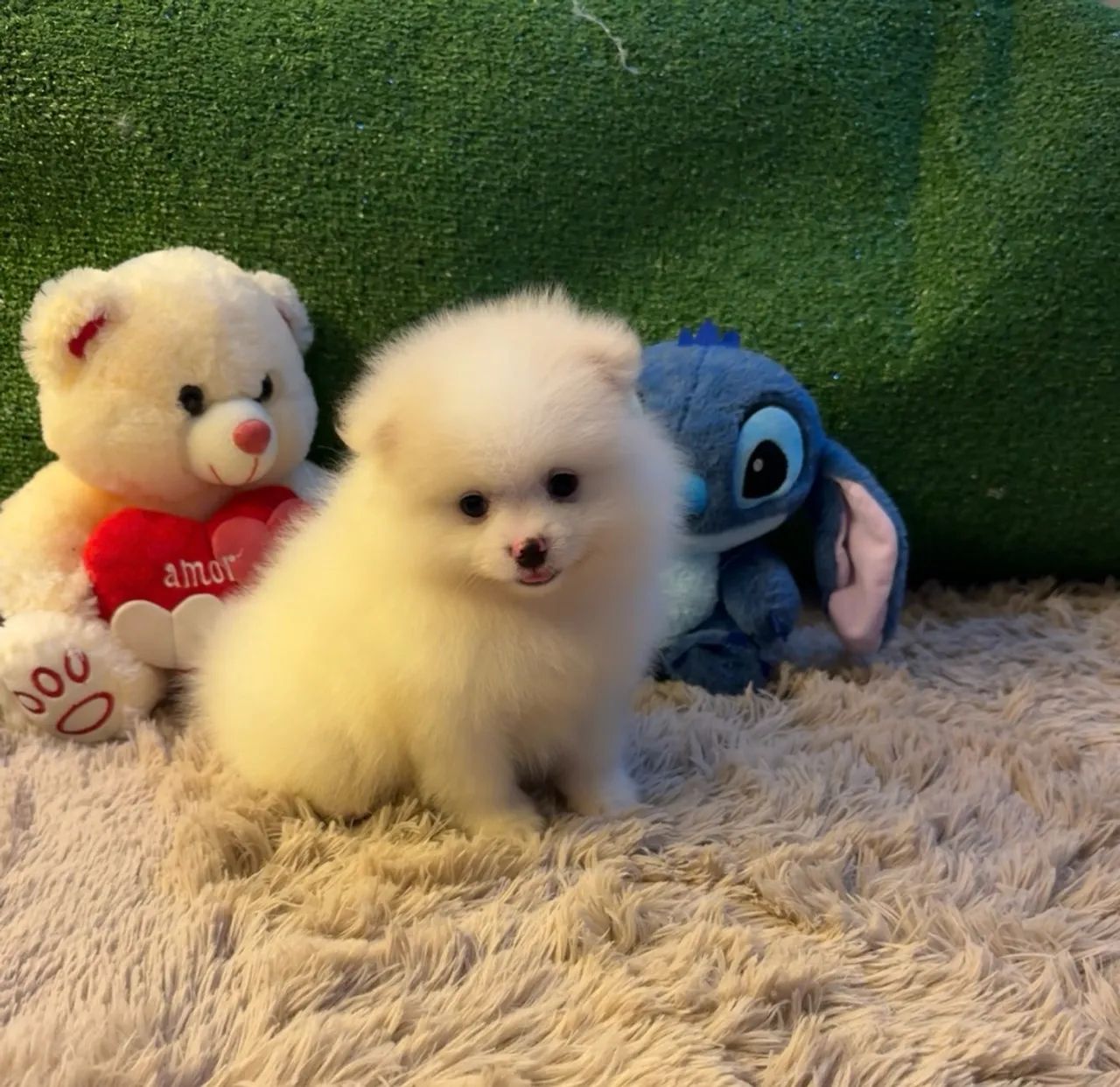 Cachorro - Foto 4