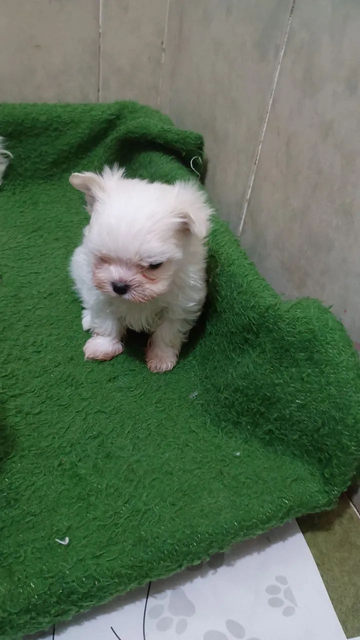 Maltês Mini bibelô  - Foto 2
